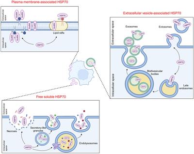 Diversity of extracellular HSP70 in cancer: advancing from a molecular biomarker to a novel therapeutic target